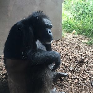 Meet your Posher, Samir